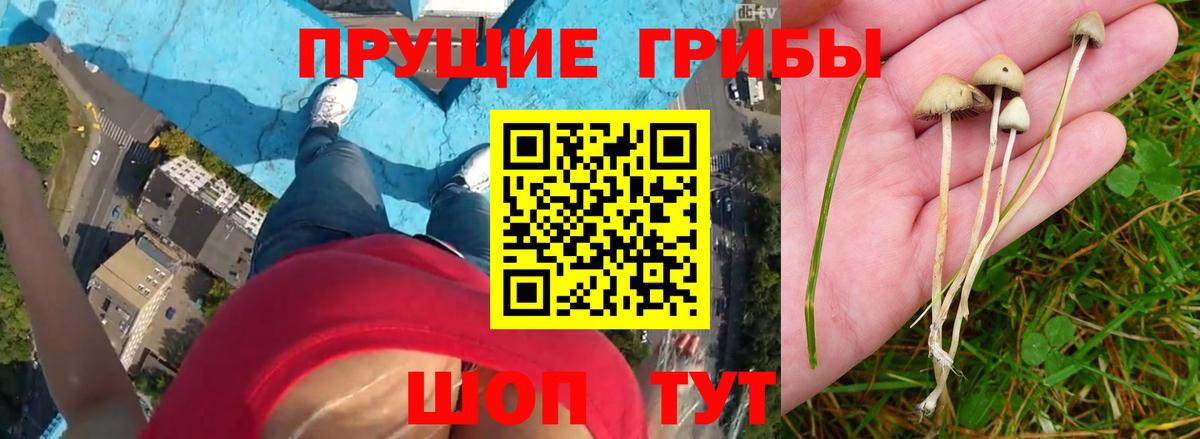 Галлюциногенные грибы MAGIC MUSHROOMS  Бор  сколько стоит  Псилоцибиновые грибы Psilocybe 